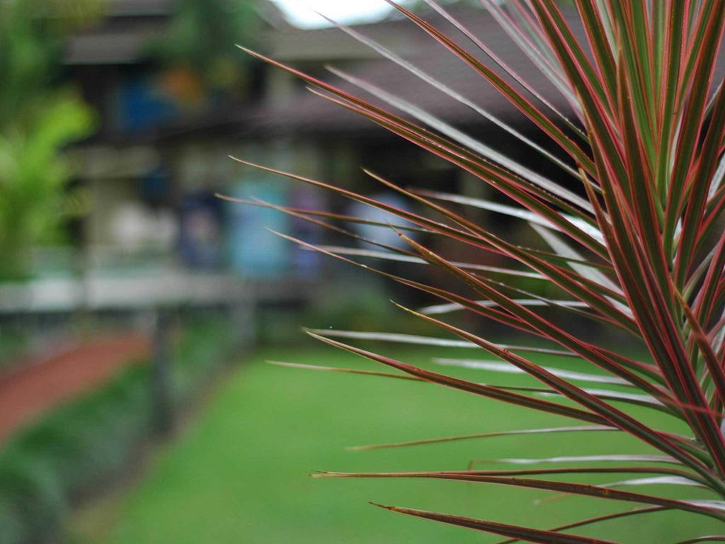 Arenal Backpackers Resort La Fortuna Buitenkant foto